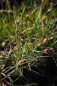 Attēlu rezultāti vaicājumam “Juncus bulbosus fruit”