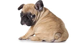 Image result for root-tail