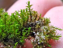 Attēlu rezultāti vaicājumam “Dichodontium pellucidum sporophyte”