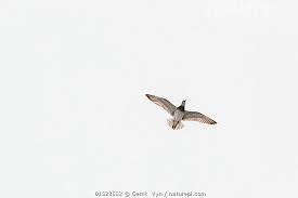 Image result for Calidris tenuirostris