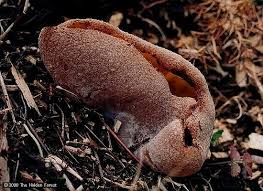 Attēlu rezultāti vaicājumam “Peziza varia”