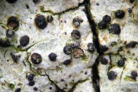 Attēlu rezultāti vaicājumam “Acrocordia gemmata”