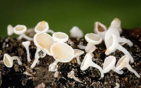 Attēlu rezultāti vaicājumam “Lachnum corticale”