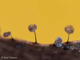 Attēlu rezultāti vaicājumam “Lamproderma pulchellum macro”