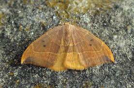 Attēlu rezultāti vaicājumam “Watsonalla binaria”