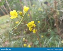 Attēlu rezultāti vaicājumam “Diplotaxis muralis flower”