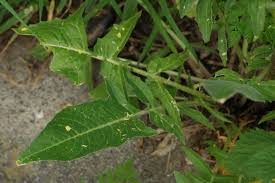 Attēlu rezultāti vaicājumam “Bunias orientalis”