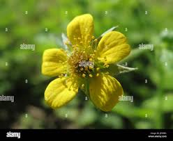 Attēlu rezultāti vaicājumam “Geum urbanum flower”