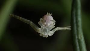 Attēlu rezultāti vaicājumam “Misumena vatia”