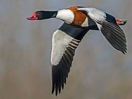 Attēlu rezultāti vaicājumam “Tadorna tadorna”