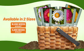 Image result for Helichrysum lindleyii