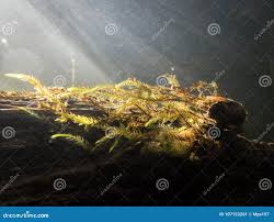 Attēlu rezultāti vaicājumam “Fontinalis antipyretica”