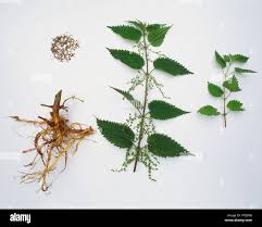 Attēlu rezultāti vaicājumam “Urtica dioica leaf”