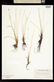 Attēlu rezultāti vaicājumam “Eleocharis quinqueflora”