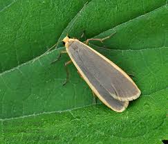 Attēlu rezultāti vaicājumam “Eilema depressa”