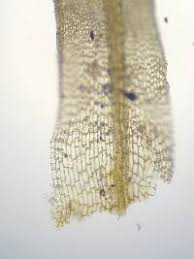 Attēlu rezultāti vaicājumam “Tortula lingulata”