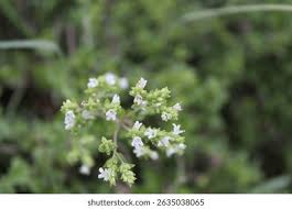 Attēlu rezultāti vaicājumam “Origanum majorana flower”