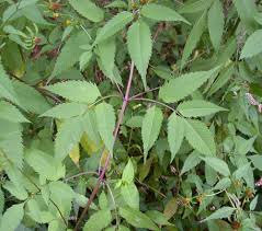 Attēlu rezultāti vaicājumam “Bidens frondosa”