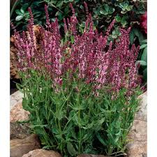 Image result for Salvia nemorosa