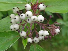 Attēlu rezultāti vaicājumam “Cornus sericea fruit”