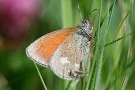 Attēlu rezultāti vaicājumam “Coenonympha glycerion”