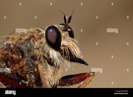 Attēlu rezultāti vaicājumam “Asilus crabroniformis”