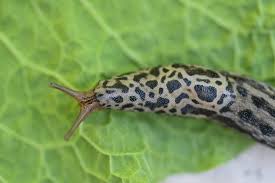 Attēlu rezultāti vaicājumam “Limax maximus”