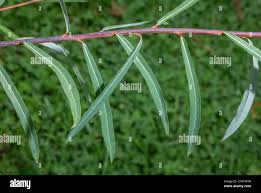 Attēlu rezultāti vaicājumam “Salix purpurea leaf”