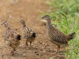 Attēlu rezultāti vaicājumam “Fellhanera subtilis”