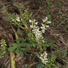 Attēlu rezultāti vaicājumam “Melilotus officinalis”