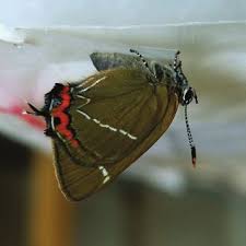 Attēlu rezultāti vaicājumam “Satyrium w-album underside”