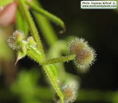 Attēlu rezultāti vaicājumam “Galium aparine fruit”