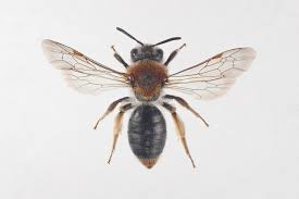 Attēlu rezultāti vaicājumam “Andrena haemorrhoa”