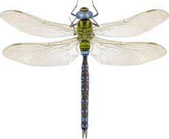 Attēlu rezultāti vaicājumam “Aeshna viridis”