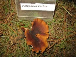 Attēlu rezultāti vaicājumam “Polyporus varius”
