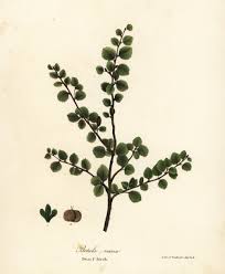 Attēlu rezultāti vaicājumam “Betula nana female flower”