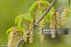 Attēlu rezultāti vaicājumam “Carpinus betulus male flower”
