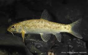 Image result for Barbus barbus