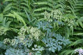 Attēlu rezultāti vaicājumam “Thalictrum aquilegifolium leaf”