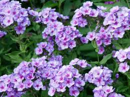 Image result for Phlox (großblumig)