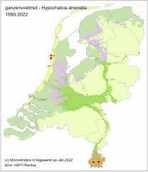Attēlu rezultāti vaicājumam “Hypochalcia ahenella”