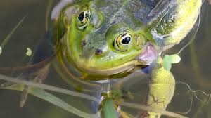 Attēlu rezultāti vaicājumam “Pelophylax”