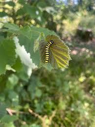 Attēlu rezultāti vaicājumam “Acronicta alni larva”