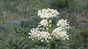 Attēlu rezultāti vaicājumam “Cicuta virosa leaf”