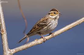 Image result for Emberiza pusilla