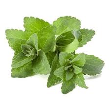 Image result for Stevia rebaudiana