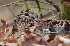 Attēlu rezultāti vaicājumam “Scolopax rusticola juvenile”