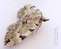 Attēlu rezultāti vaicājumam “Colostygia pectinataria male”