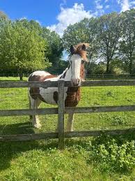 Image result for South Weylands Equestrian