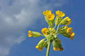 Image result for Schlüsselblumen